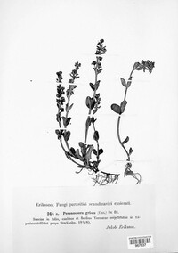 Peronospora grisea image